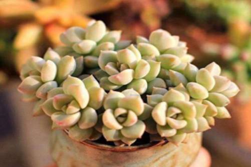 春季不容错过的多肉品种，错过又要等一年