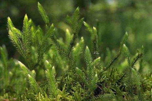 伸筋草的功效与作用,伸筋草怎么吃