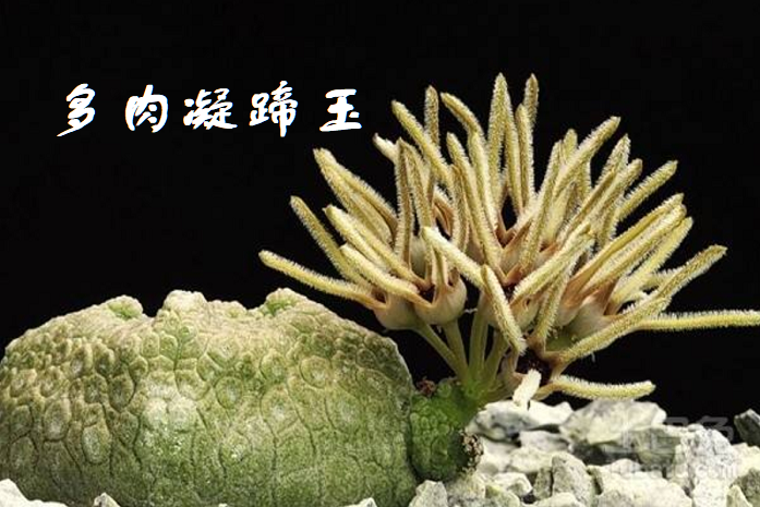 多肉凝蹄玉怎么养？长得像石头一样的“植物”