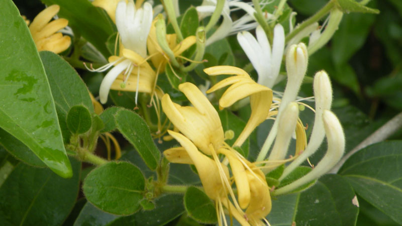 家里栽金银花寓意