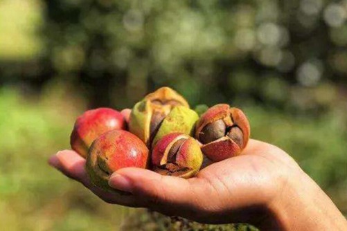 油茶树的种植，做好这几点油茶树产量会更高