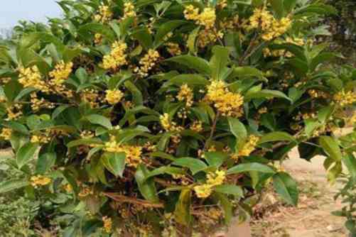 桂花的做法，桂子月中落 天香云外飘