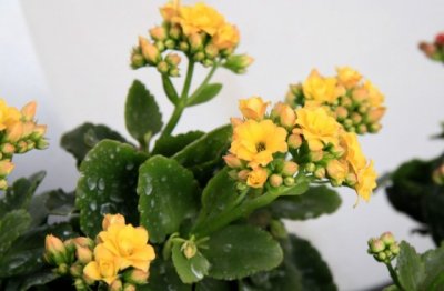 盆栽长寿花怎么养