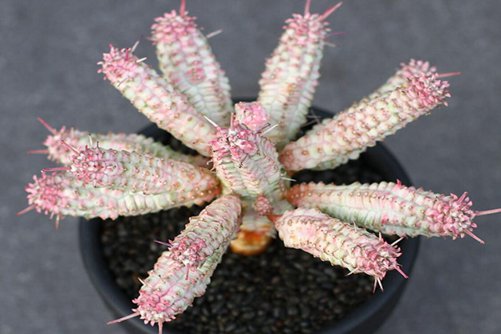 白桦麒麟怎么养，白桦麒麟非常萌宠但有毒