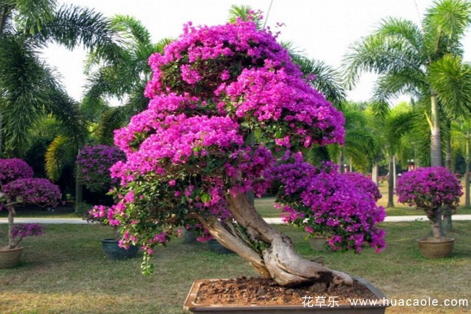 三角梅什么时候剪枝最好 怎么修剪