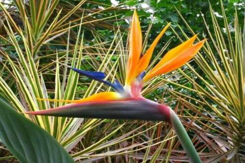 为什么很少人养天堂鸟？