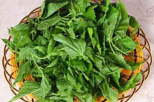 桑叶的做法，桑叶你吃过吗？试试这样做比吃肉都过瘾