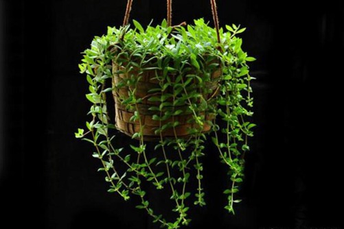 垂盆草图片，高清垂盆草图片欣赏