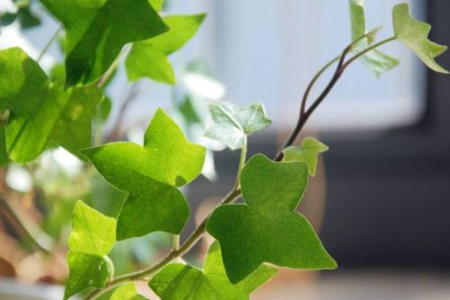 常春藤的寓意介绍，常春藤适合送什么人