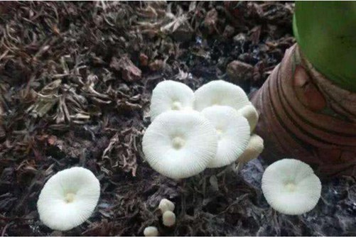多肉花盆里长出蘑菇怎么办？要关注土壤质量