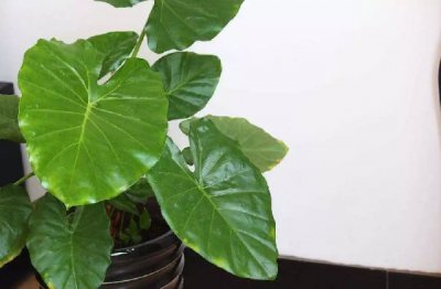 家里不适宜养殖的五类花卉，你养了几种？