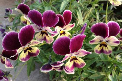 蝴蝶梅图片，高清蝴蝶梅图片欣赏