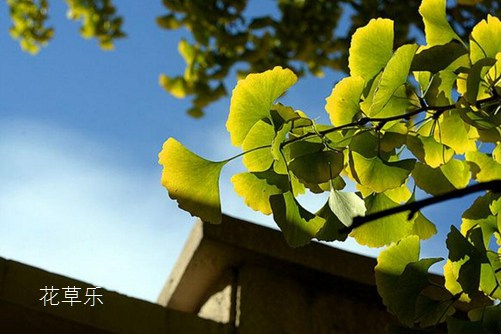 盆栽银杏怎么养？银杏树的盆栽种植与养护方法介绍