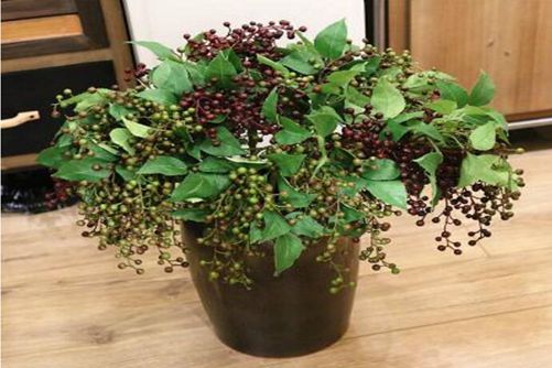 接骨木的养殖方法，接骨木真能接骨吗？