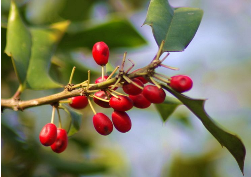 植物花语大全：枸骨树花语是什么