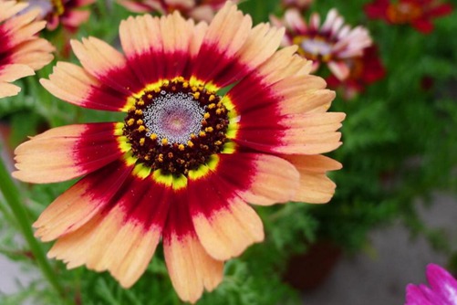 花环菊为什么不开花的原因分析与处治