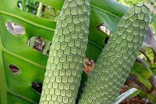 世界十大稀有水果，您吃过几种呢？