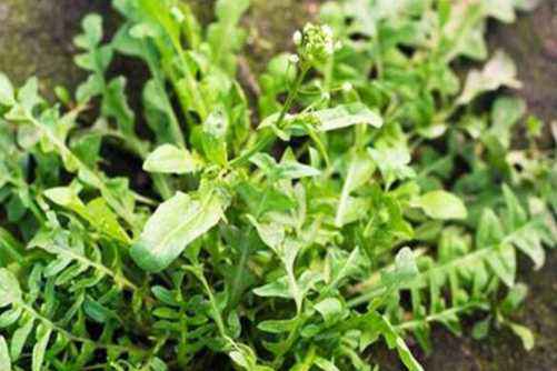 地菜的食用方法，地菜的营养价值介绍