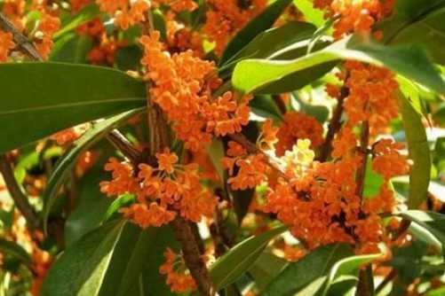 桂花的作用与功效，向你介绍不一样的桂花