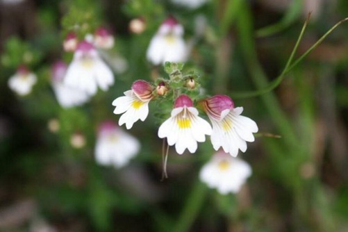 小米草怎么种植，小米草的功效与作用介绍