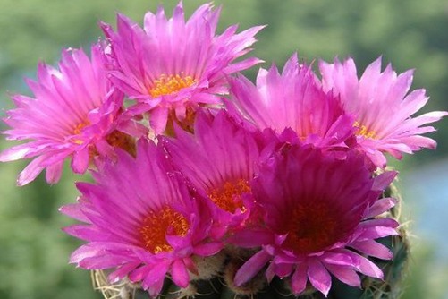 眩美玉仙人球养殖方法，眩美玉，仙人掌中开花最美的宝贝