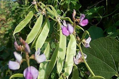 扁豆中毒怎么解救，中毒后这样处理最有效