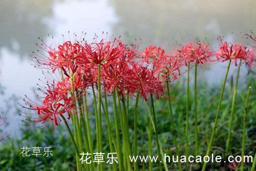 曼珠沙华的花语介绍