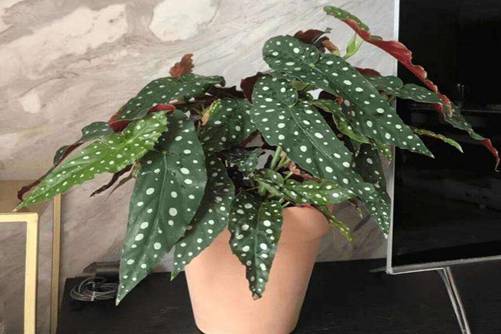 ins风网红绿植鳟鱼秋海棠，您见过吗？快来欣赏一下