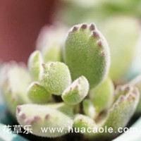 天然呆的熊童子怎么变得更可爱，看完这一篇你就知道了