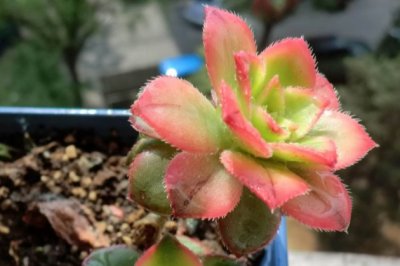 十种非常适合夏季养的多肉植物