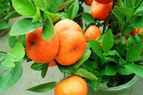 金橘树和金桔树的区别，金桔树与金橘树是同一种植物吗
