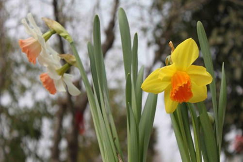 洋水仙养殖方法 5步养出香气四溢的洋水仙