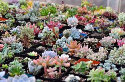 多肉植物怎么养才能出状态