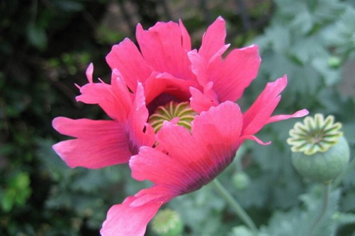 罂粟花的花语，代表着希望、希望和死亡之恋