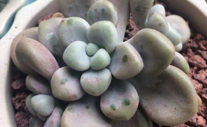 多肉艾伦长斑,长绿疙瘩,肿块怎么办？多肉艾伦怎么养才健康