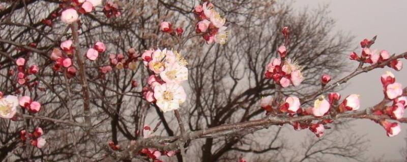 杏花的寓意和象征