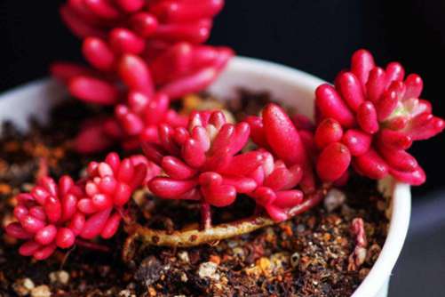 多肉浇水可以到浇叶片吗？最好不要，小编来告诉你正确的浇水法