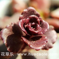 小球玫瑰怎么养更好看—不如来看看我们怎么说