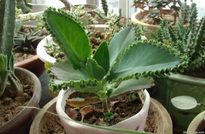 落地生根有什么价值