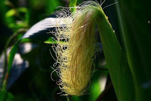 玉米须的功效，玉米须扔了太可惜！这样做可缓解三高 痛风