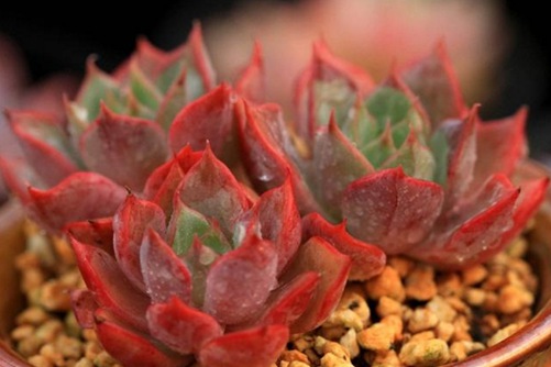 塔洛克多肉怎么养？做好下面5点让你爆盆不再是想象