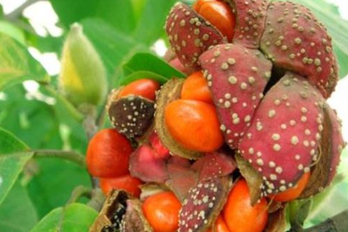 荷花玉兰果实有什么用？有微毒不能食用，用于繁殖和欣赏用