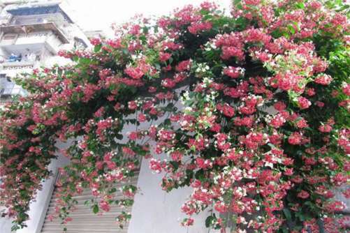 爬墙植物美丽又好养，试试这几种