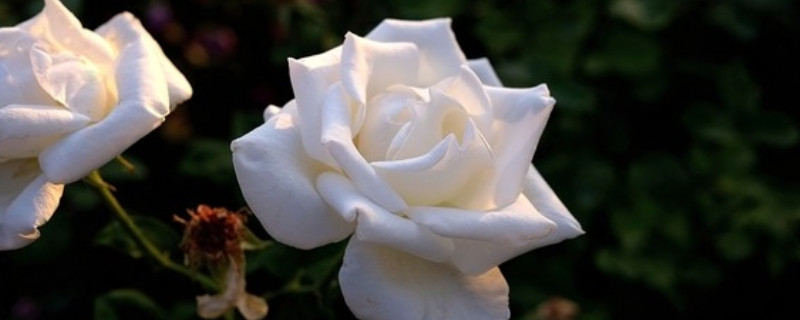 白色月季花花语