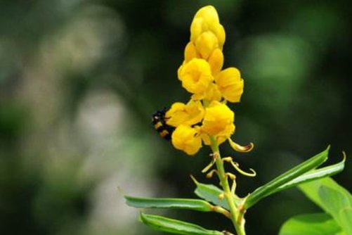 翅荚决明致癌吗？当然不，还是治便秘的好东东