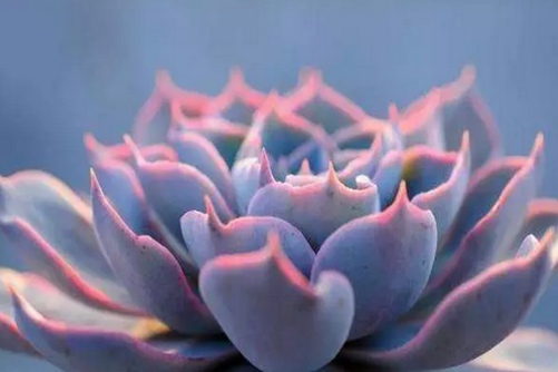 蓝色苍鹭和蓝石莲的区别，粉蓝系多肉的美你get到了吗？