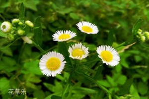 十二星座之白羊座的花语： 星辰花和雏菊