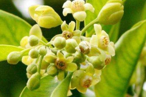 云香花是什么花，花草乐小编带你了解不一样的云香花