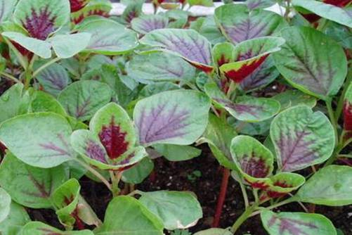 苋菜什么时候种植，苋菜种植注意事项