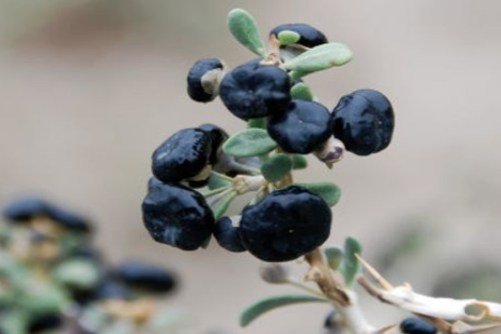 黑枸杞的功效与作用，巧食黑枸杞让你更年轻